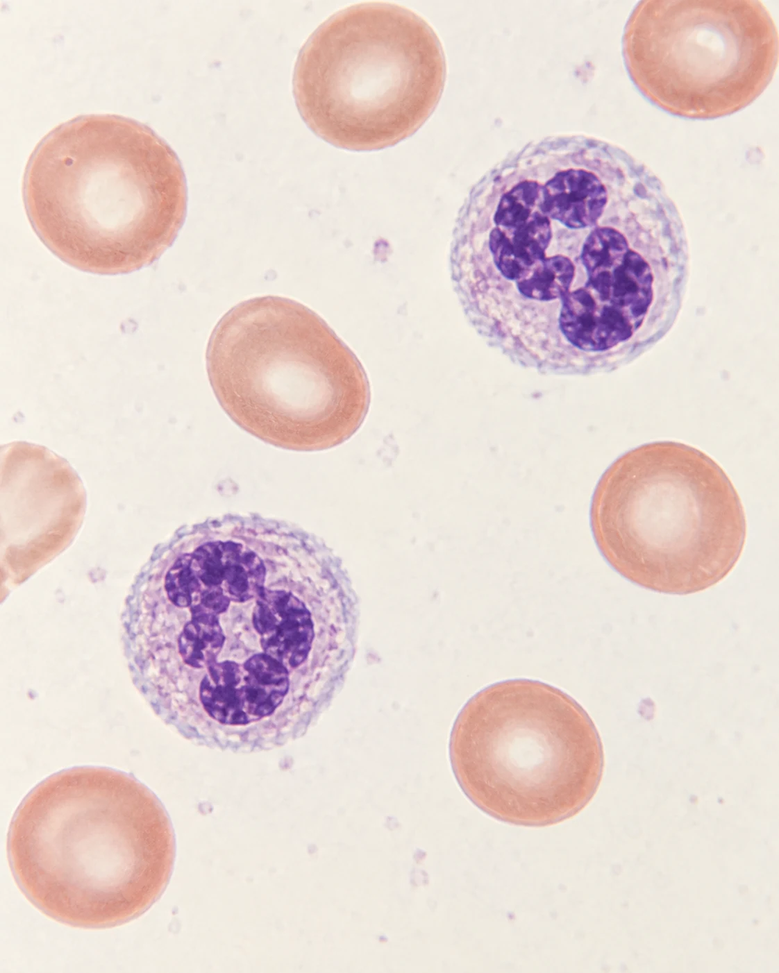 Illustration microscopique de cellules rosées et violettes sur un fond clair